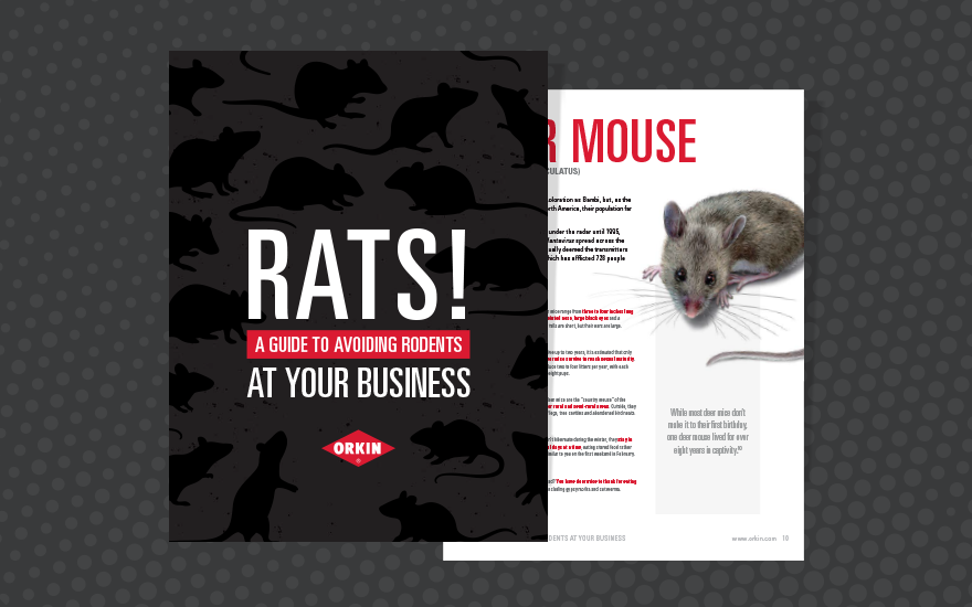 RATS! A Guide to Avoiding Rodents at Your Business
